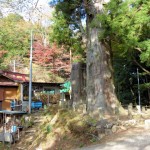 子ノ権現・・・二本杉