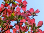 青空に映える紅色のハナミズキ