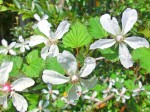 クサイチゴの花でしょうか?