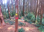 カマド山分岐点・・・303mピークの飯能アルプス尾根道