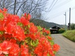 麓・・・白子地区のツツジ