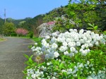 鮮やか・・・白花八重ツツジ