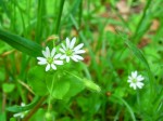 ハコベ?の花