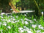 グリーンラインに咲くシャガの花