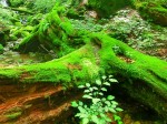 倒木の苔がとても綺麗ですねえ
