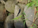 忙しく飛び回る羽黒トンボ