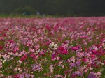 一面のコスモス・・・見頃ですね