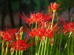 曼珠沙華・・・朝陽を浴びて真っ赤に輝きます