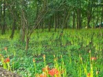 早咲き群生地・・・真っ赤に染まるのには今しばらくですね