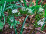 野草も豊富・・・ヒトリシズカ（写真）も咲いています