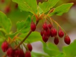 ベニサラサドウダン・・・鞍部のお花畑付近に咲く