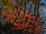 子の権現へ・・・山ツツジ？の紅葉