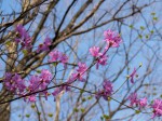 見頃のミツバツツジが沢山咲いています