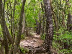 赤松茂る下山道
