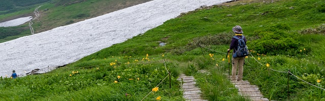 お花畑の木道を進む