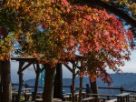 景信山の紅葉2