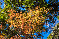 モミジが紅葉のままだね