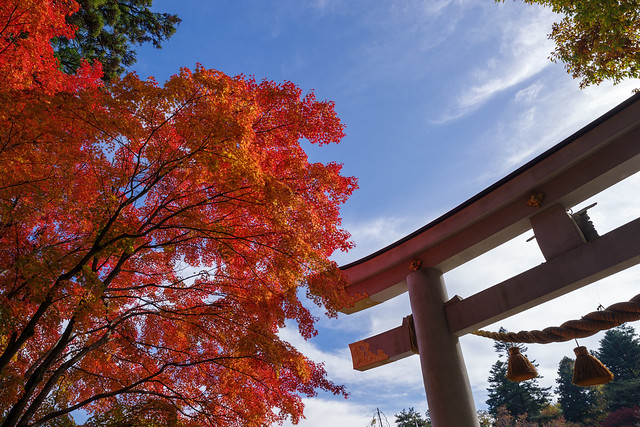 宝登山神社のカエデ