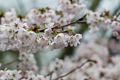 頭上に桜