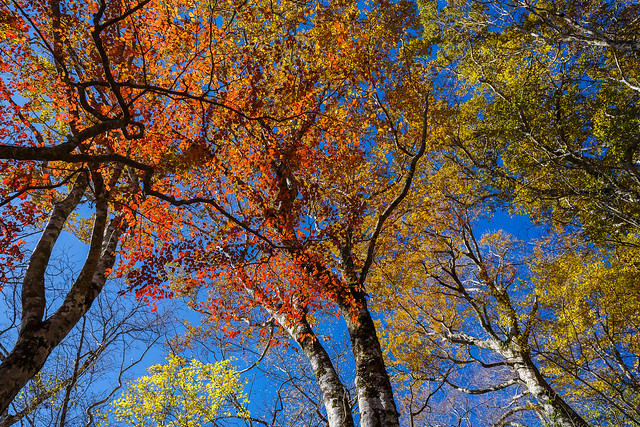 ブナの紅葉を見上げる