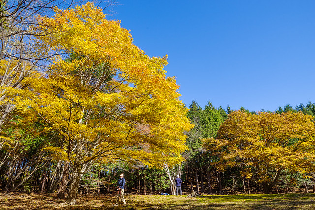 大カエデの黄葉を編み上げる登山者＠ウノタワ