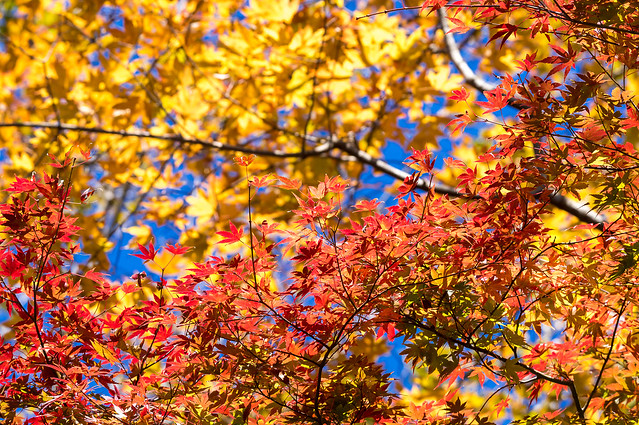 紅葉と黄葉@景信山