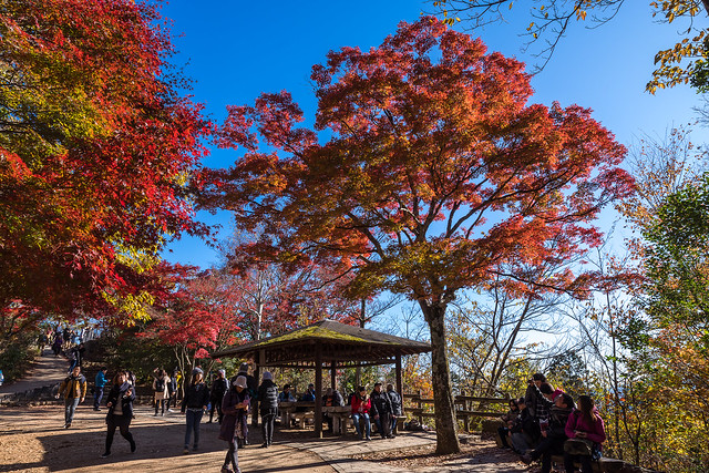 見頃の紅葉@高尾山