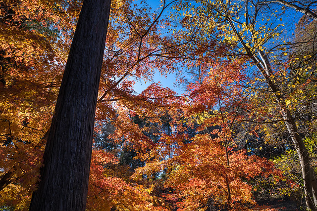 一丁平の紅葉が綺麗
