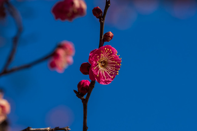 紅梅