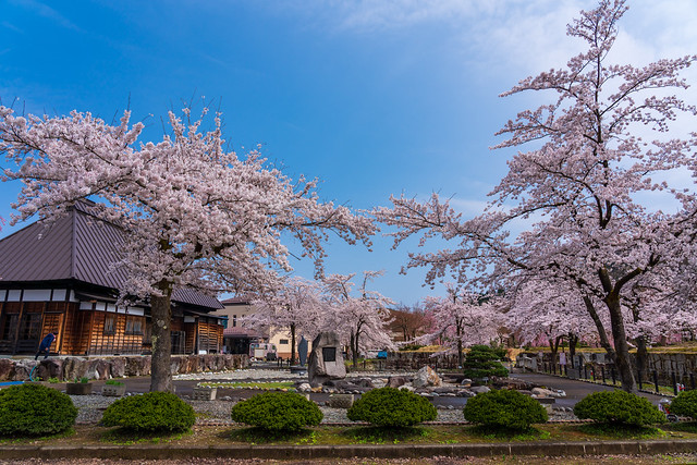 銭淵公園の桜は見頃