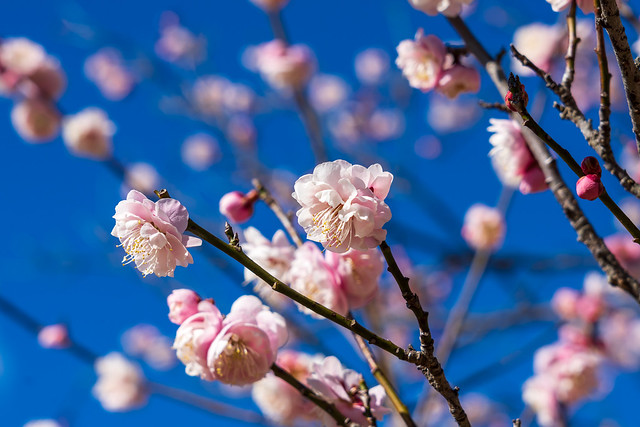 薄ピンクの綺麗な梅