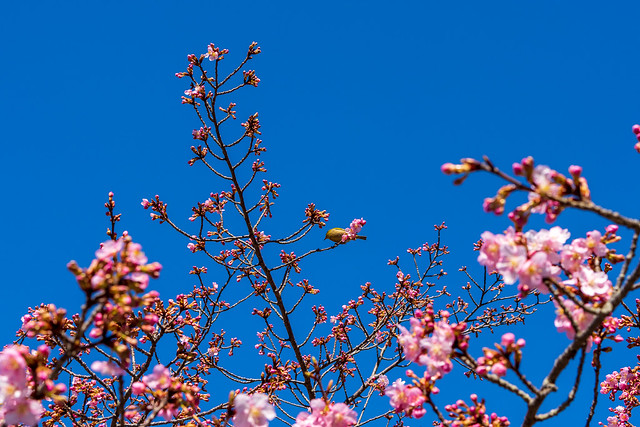 20200223_河津桜＠能仁寺