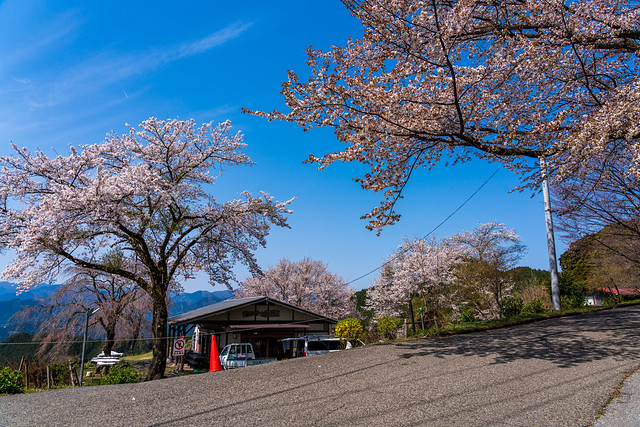 満開の桜が青空に映える