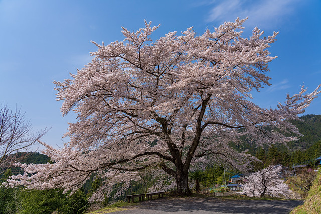 八徳の一本桜