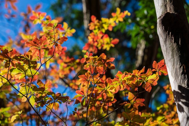 ヤシオツツジの紅葉