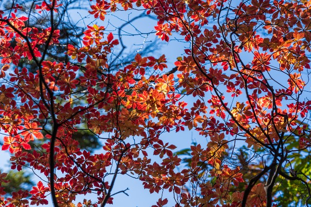 ヤシオツツジの紅葉