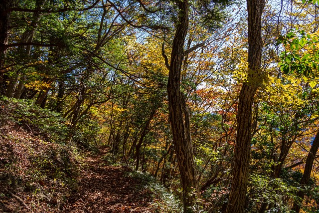 大岳山への稜線の様子