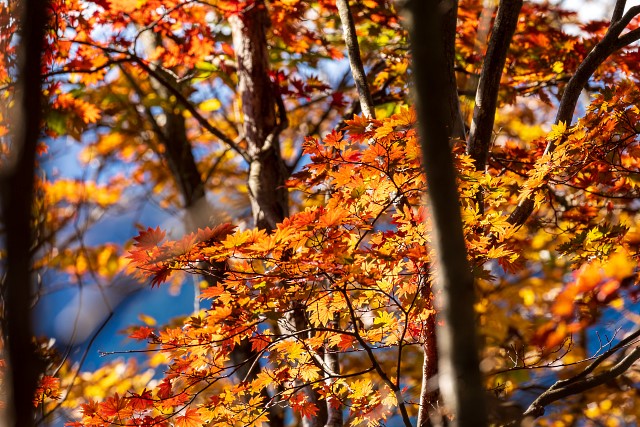 カエデの紅葉