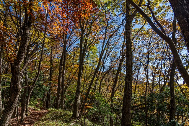 稜線の紅葉