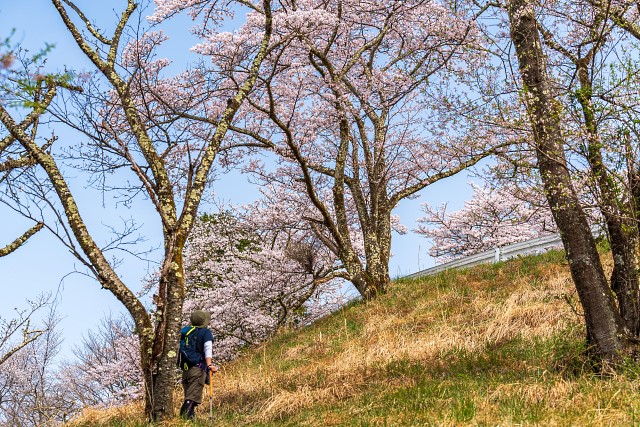 サクラ・・・蓑山山頂へ