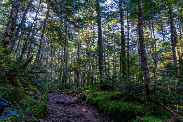 シラビソと苔の心地よい登山道