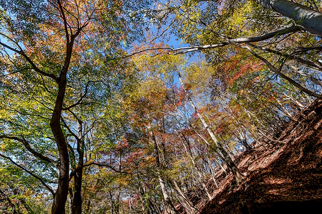 古御岳直下南斜面の紅葉