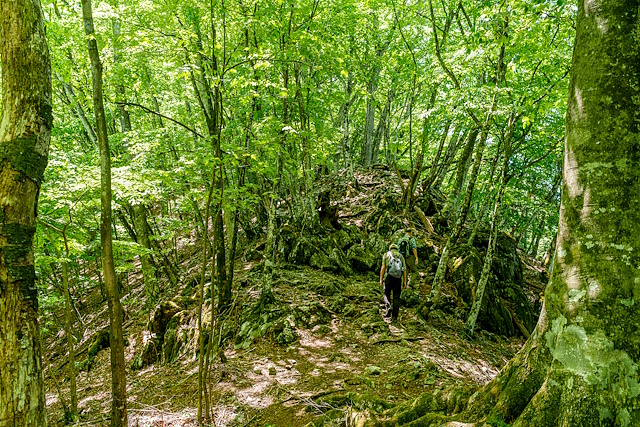 新緑の登山道を歩む