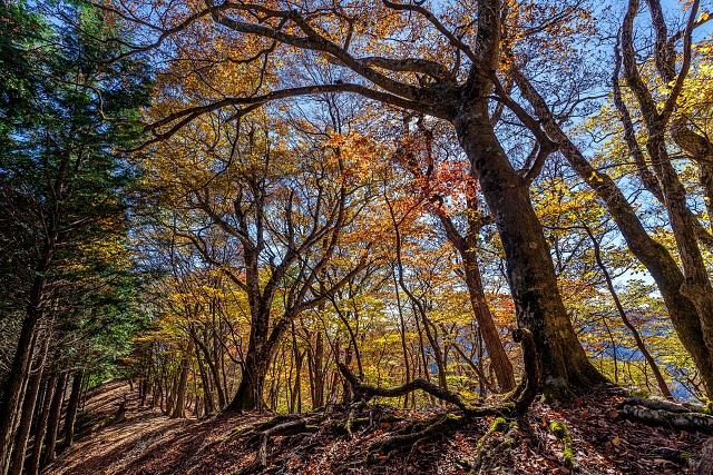 大持山直下の紅葉