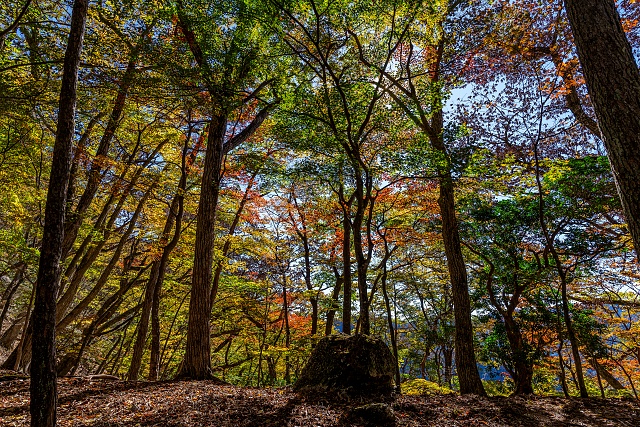 ウノタワ付近の紅葉