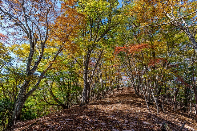 大持山の肩へ戻る稜線の紅葉