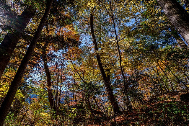 鋸尾根の紅葉＠標高1200m付近