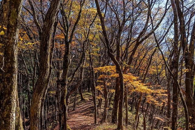 大岳山手前の稜線