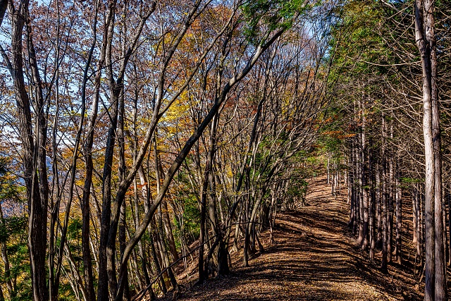 鍋割山へ向かう登山道