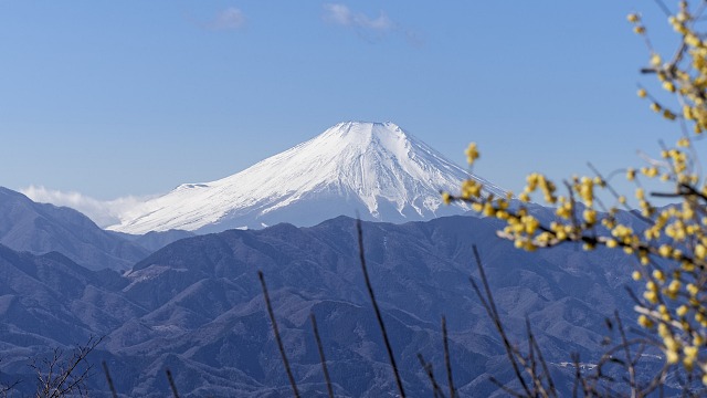 ロンデン尾根分岐手前の伐採帯を見上げる